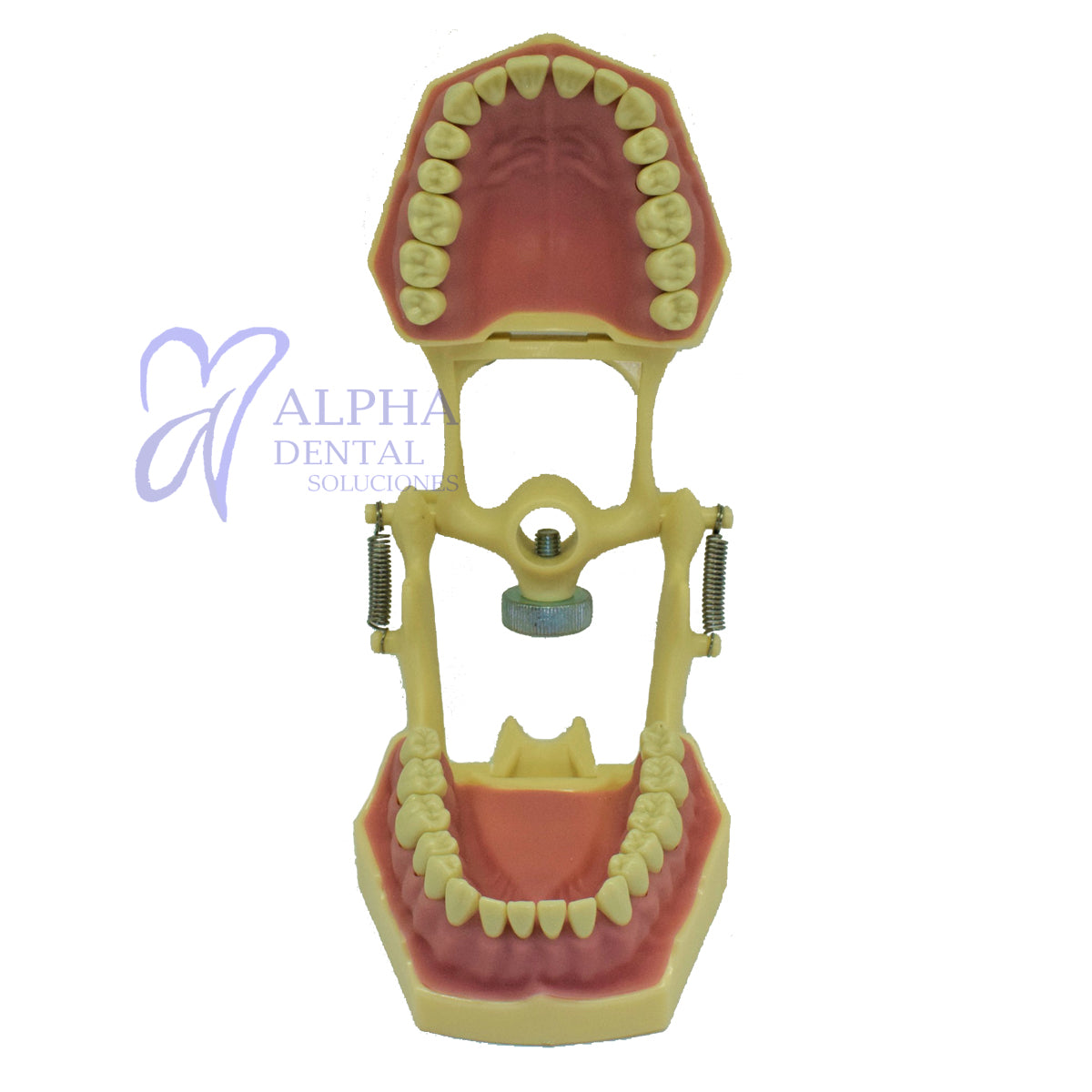 Tipodonto T32F Tipo Frassaco