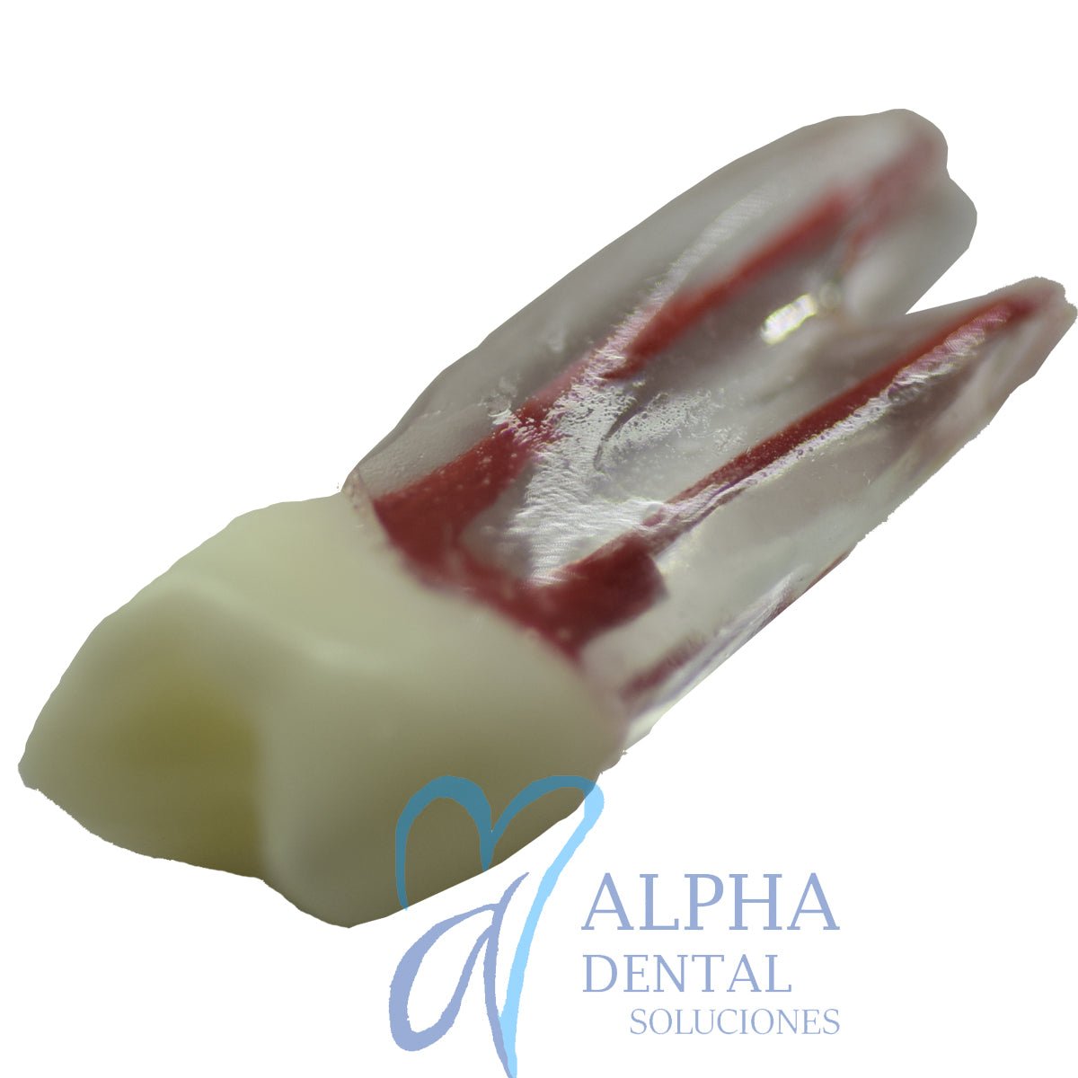 Dientes para Práctica de Endodoncia_Pulpo_Pulpectomía - Alpha Dental Soluciones