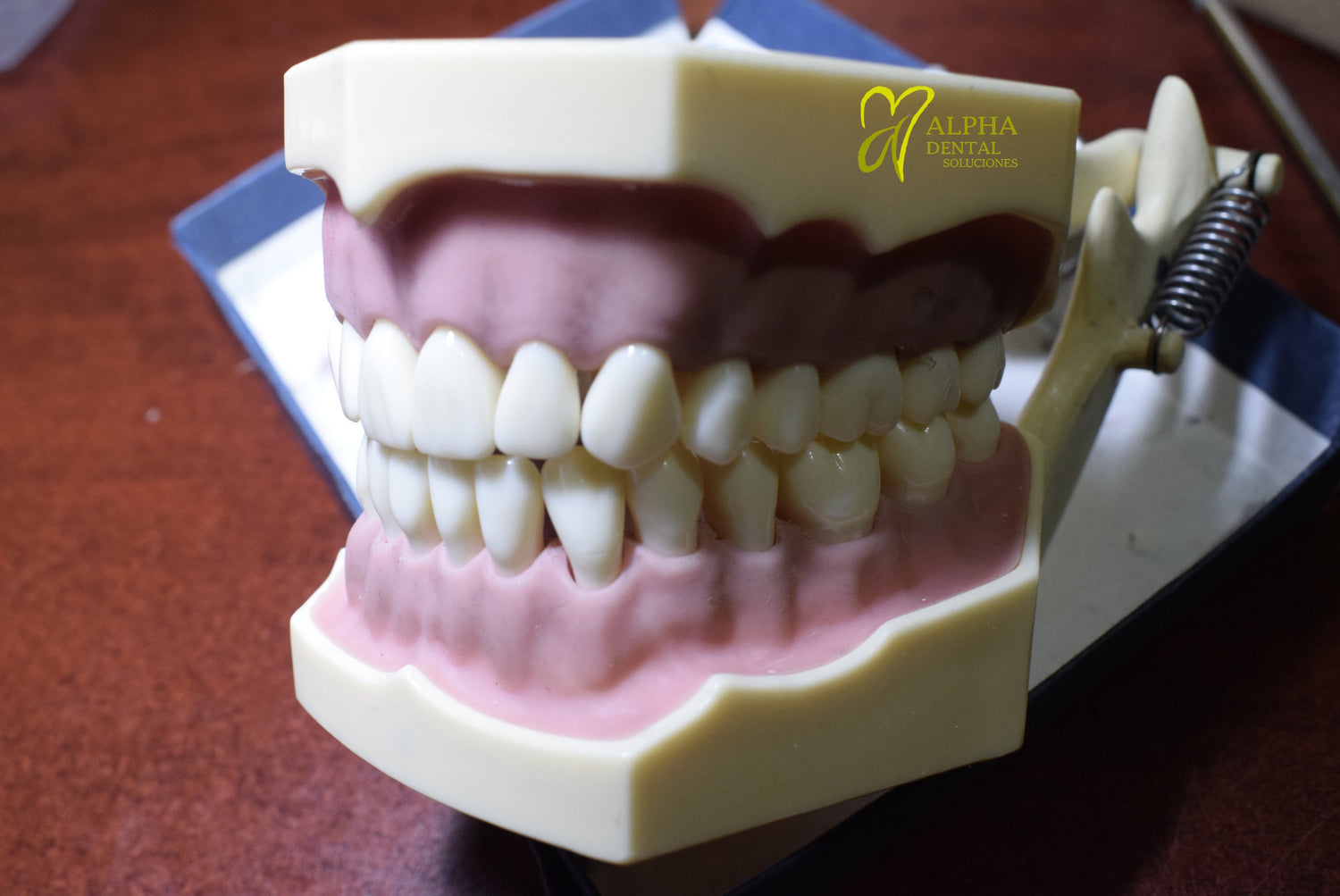 Dientes y Tipodontos - Alpha Dental Soluciones