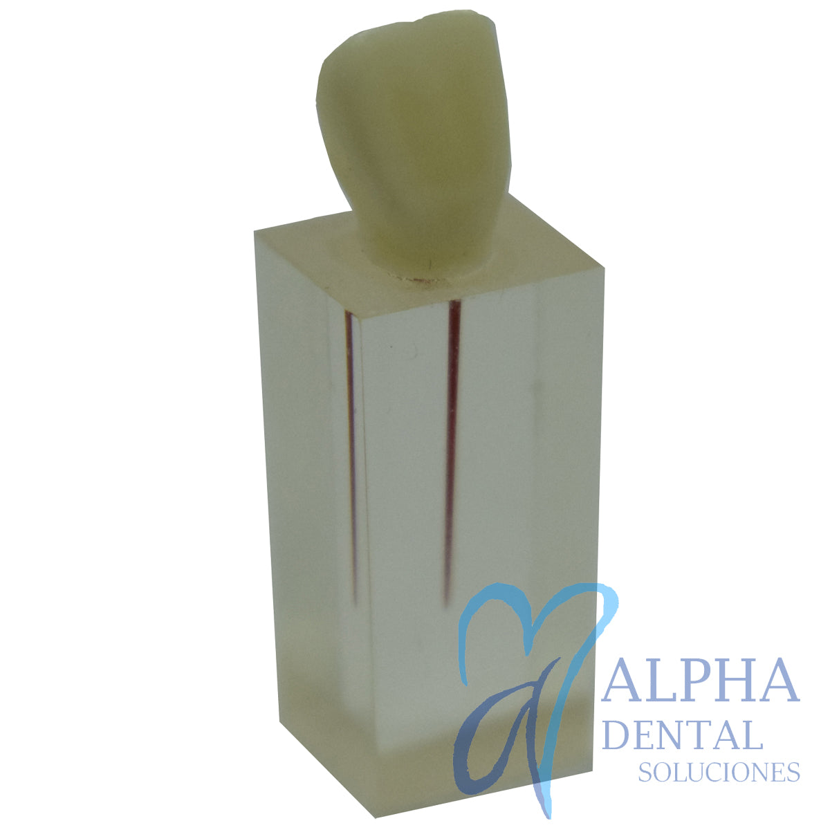 Dientes para Práctica de Endodoncia_Pulpo_Pulpectomía