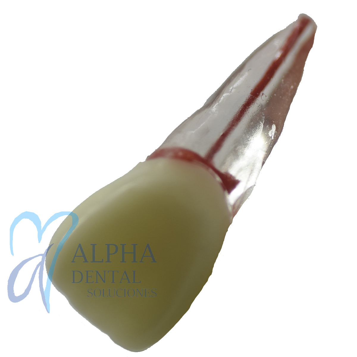 Dientes para Práctica de Endodoncia_Pulpo_Pulpectomía