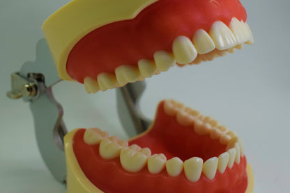 Tipodonto T32 Tipo Nissiin