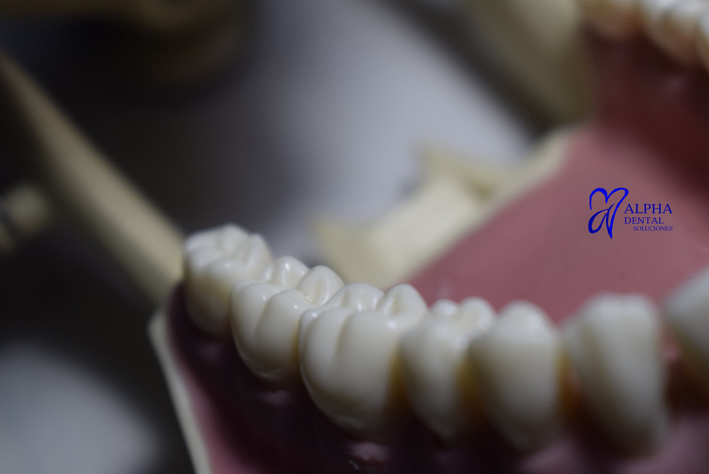 Dientes para Frassaco Set 32 pcs con tornillos