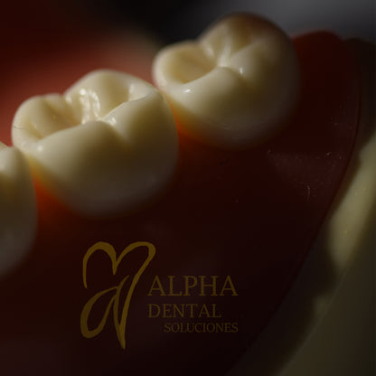 Dientes para Nissiin Set 32 pcs con tornillos