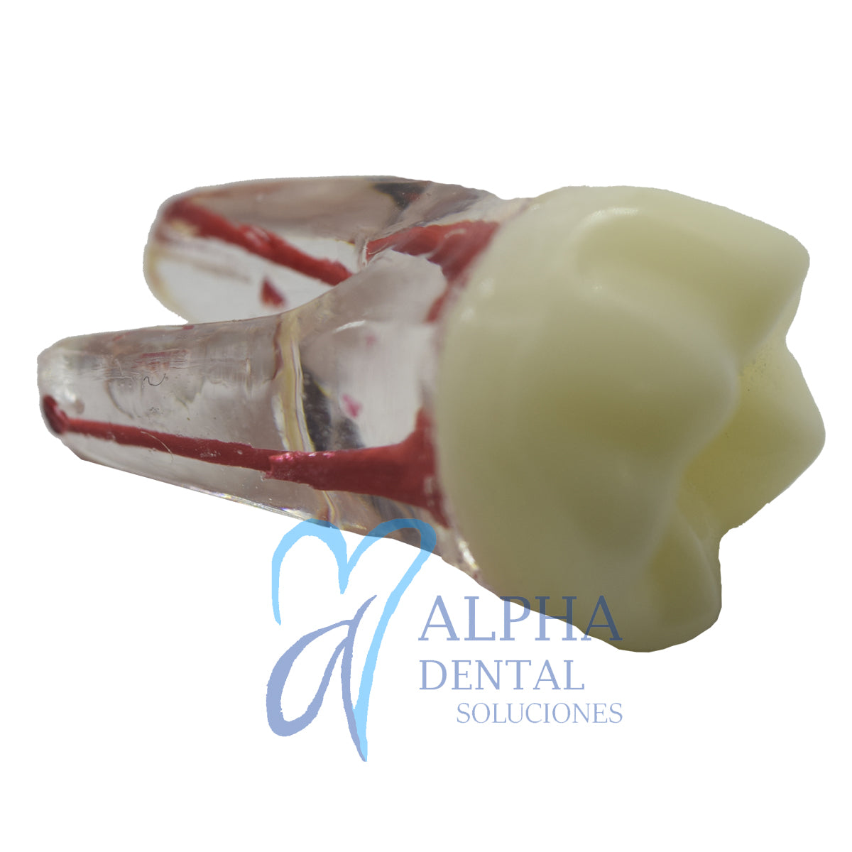 Dientes para Práctica de Endodoncia_Pulpo_Pulpectomía