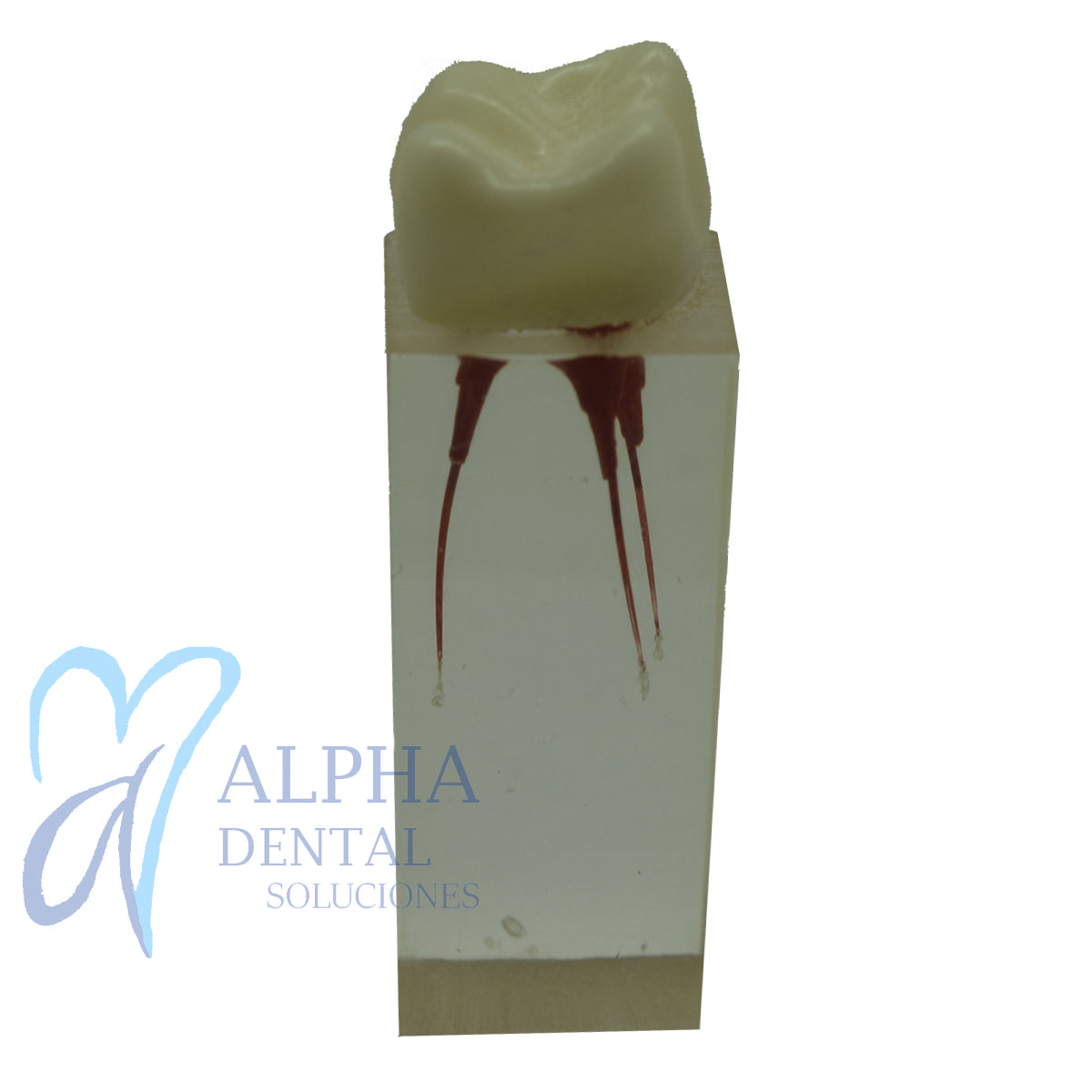 Dientes para Práctica de Endodoncia_Pulpo_Pulpectomía