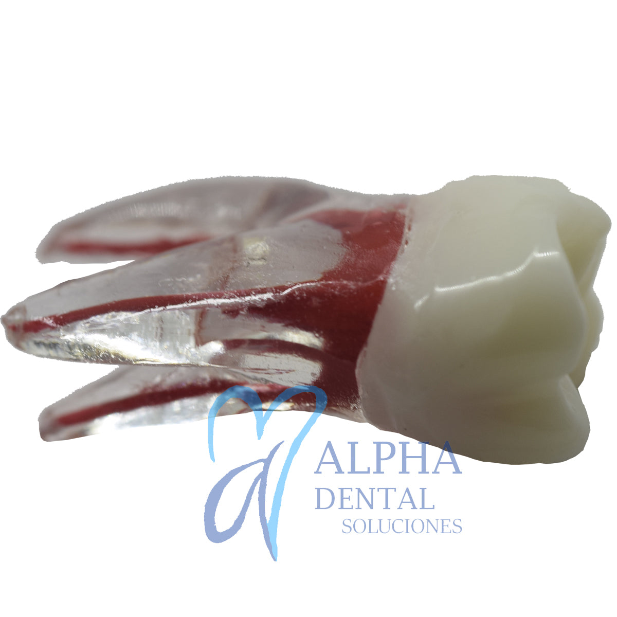 Dientes para Práctica de Endodoncia_Pulpo_Pulpectomía