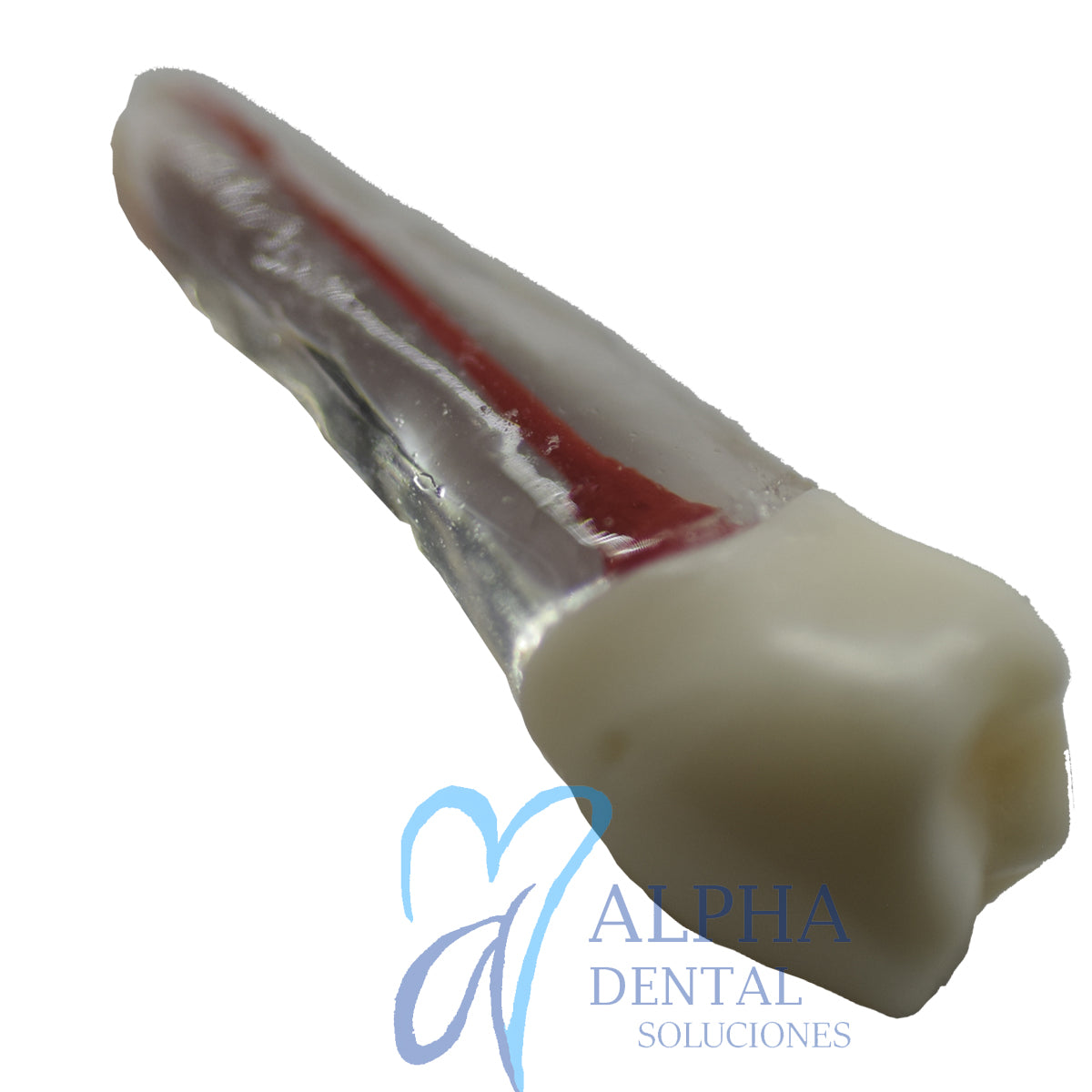 Dientes para Práctica de Endodoncia_Pulpo_Pulpectomía