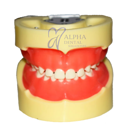 Tipodonto T24 Tipo Nissiin Infantil