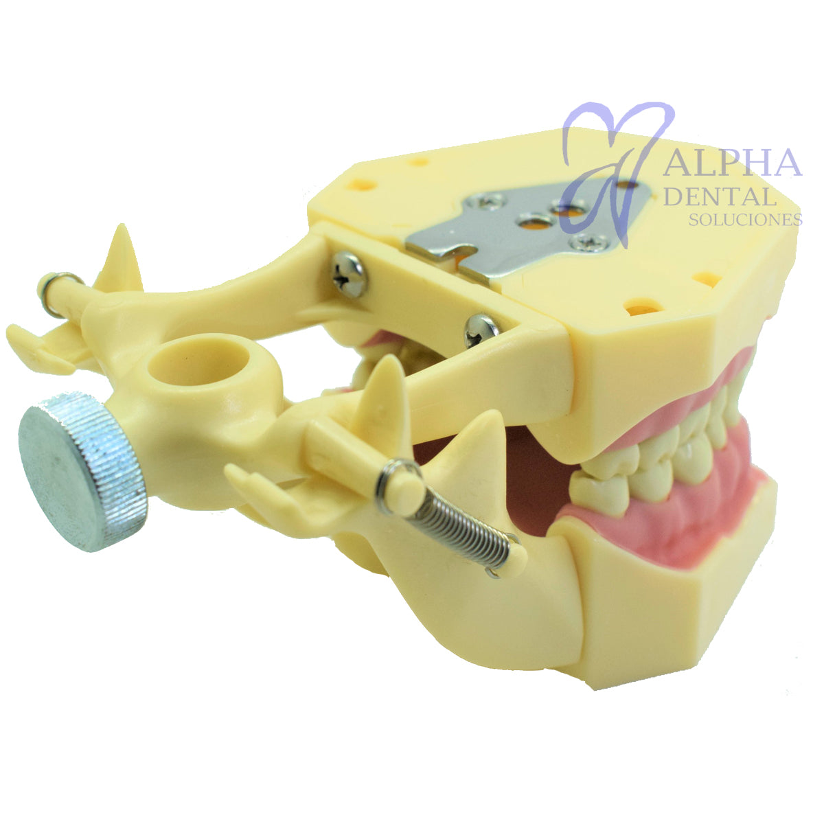 Tipodonto T32F Tipo Frassaco