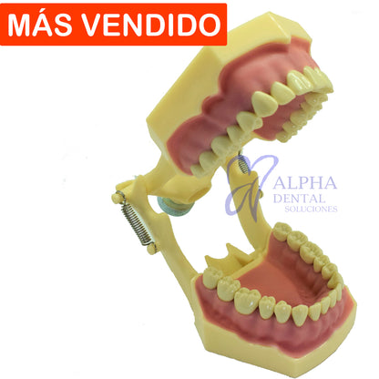 Tipodonto T32F Tipo Frassaco