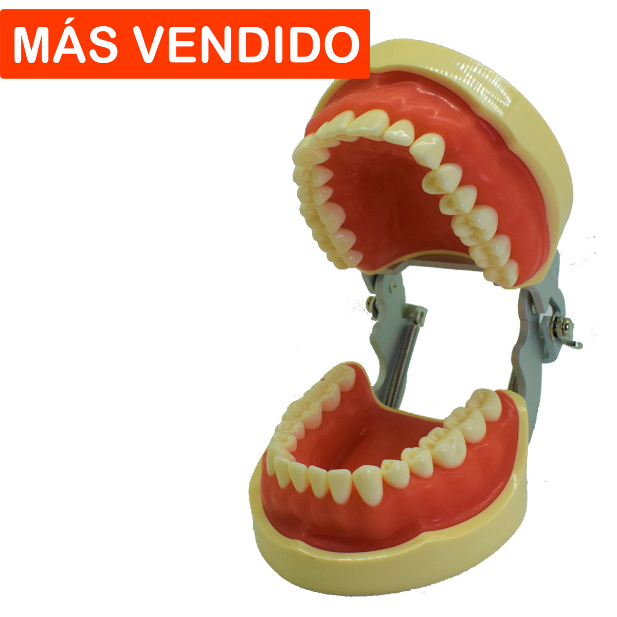 Tipodonto T32 Tipo Nissiin