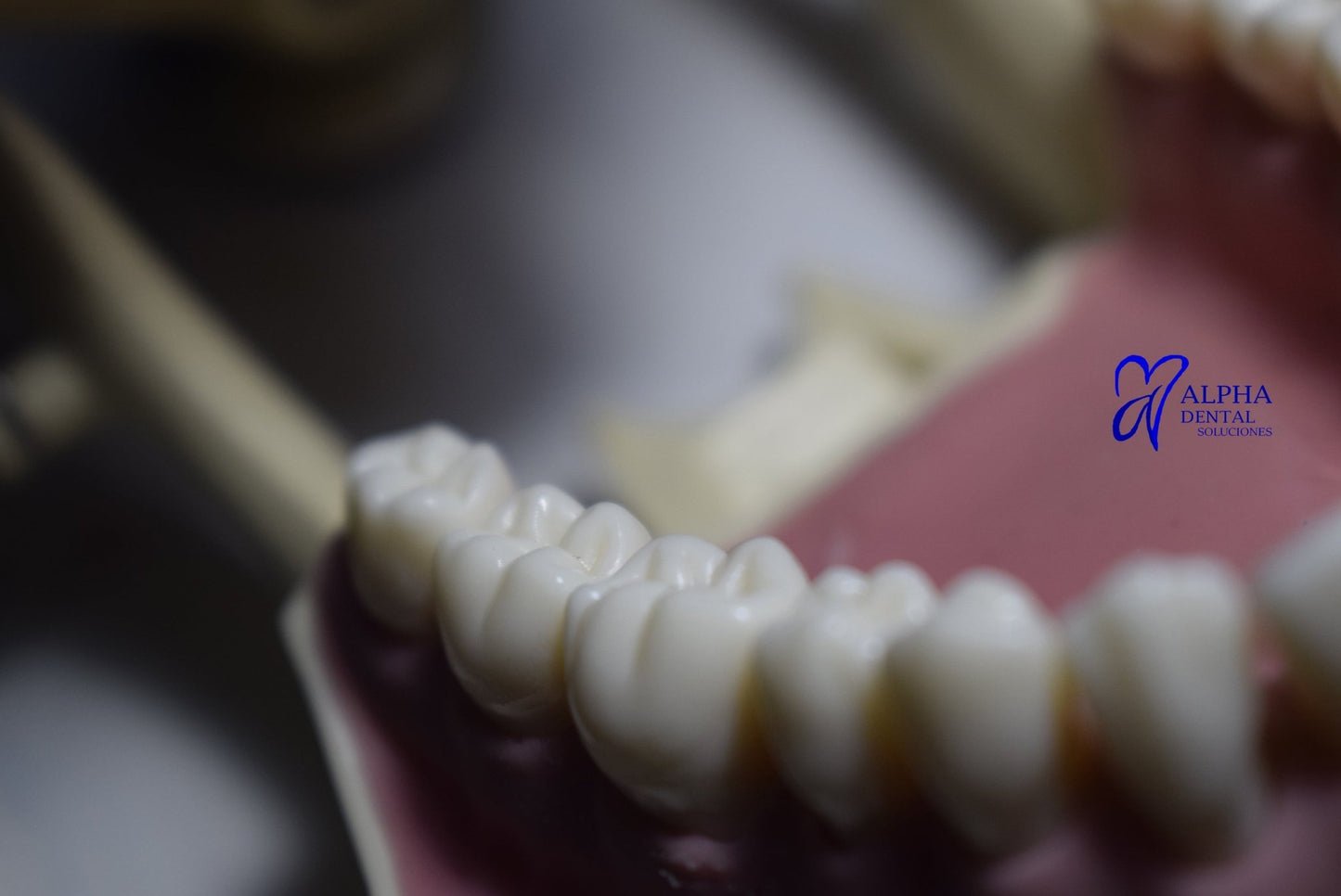 Dientes para Frassaco Set 32 pcs con tornillos - Alpha Dental Soluciones