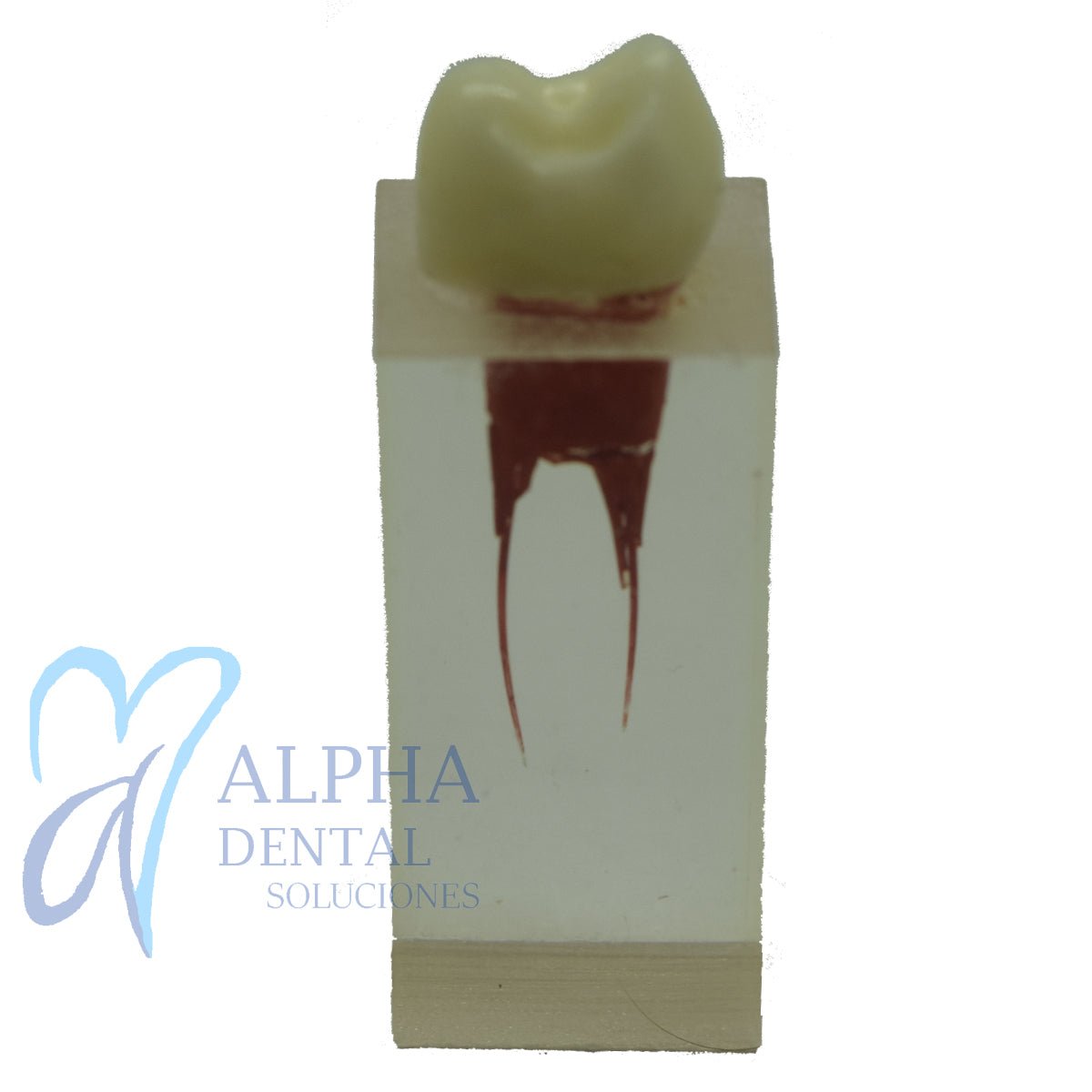 Dientes para Práctica de Endodoncia_Pulpo_Pulpectomía - Alpha Dental Soluciones