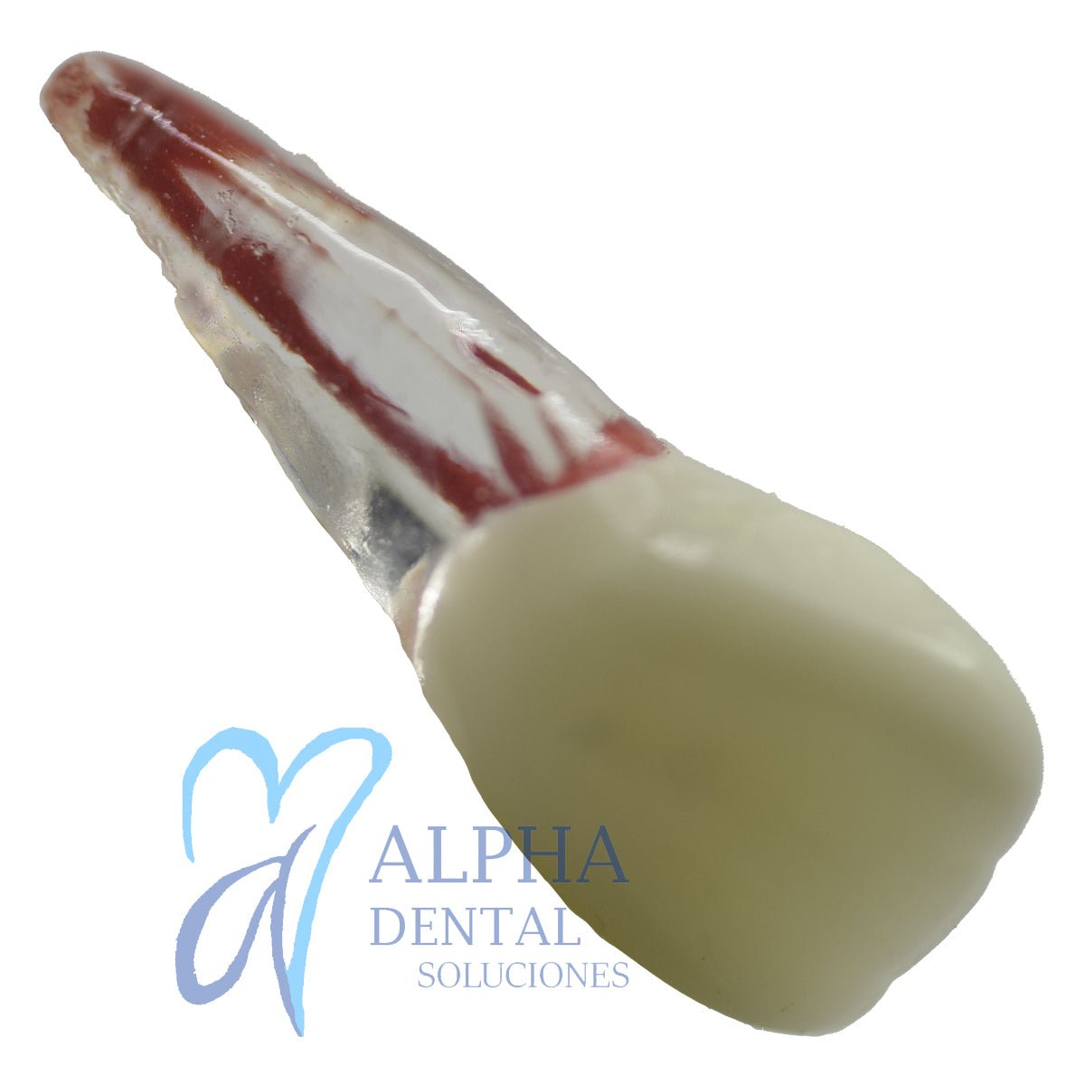 Dientes para Práctica de Endodoncia_Pulpo_Pulpectomía - Alpha Dental Soluciones
