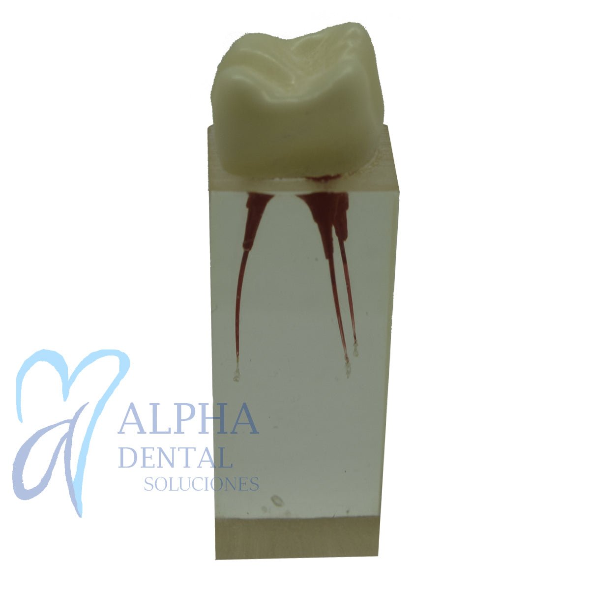 Dientes para Práctica de Endodoncia_Pulpo_Pulpectomía - Alpha Dental Soluciones
