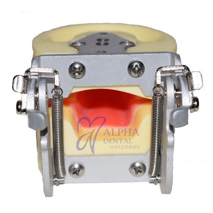 Tipodonto T24 Tipo Nissiin Infantil - Alpha Dental Soluciones