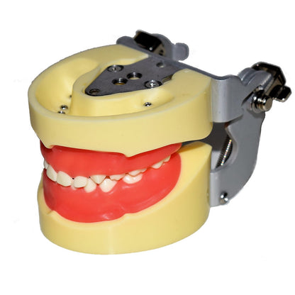 Tipodonto T24 Tipo Nissiin Infantil - Alpha Dental Soluciones