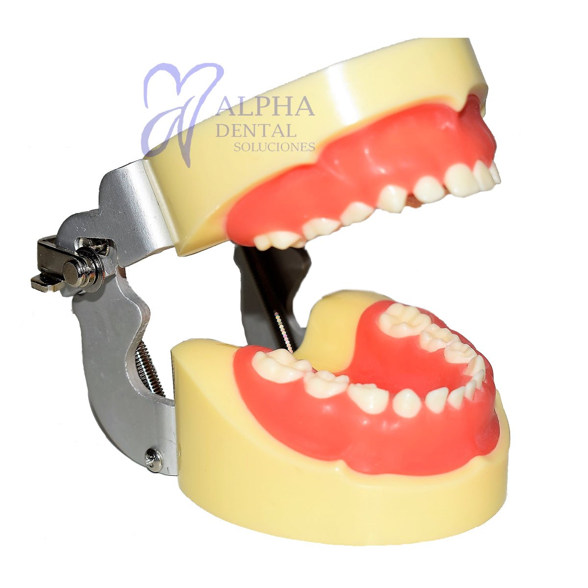 Tipodonto T24 Tipo Nissiin Infantil - Alpha Dental Soluciones