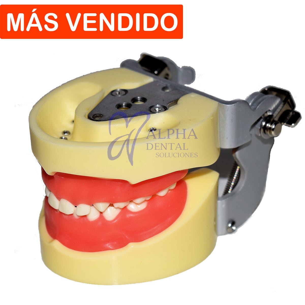 Tipodonto T24 Tipo Nissiin Infantil - Alpha Dental Soluciones
