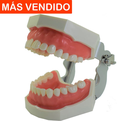 Tipodonto T28 Tipo Nissiin - Alpha Dental Soluciones
