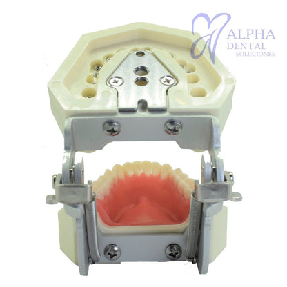 Tipodonto T28 Tipo Nissiin - Alpha Dental Soluciones