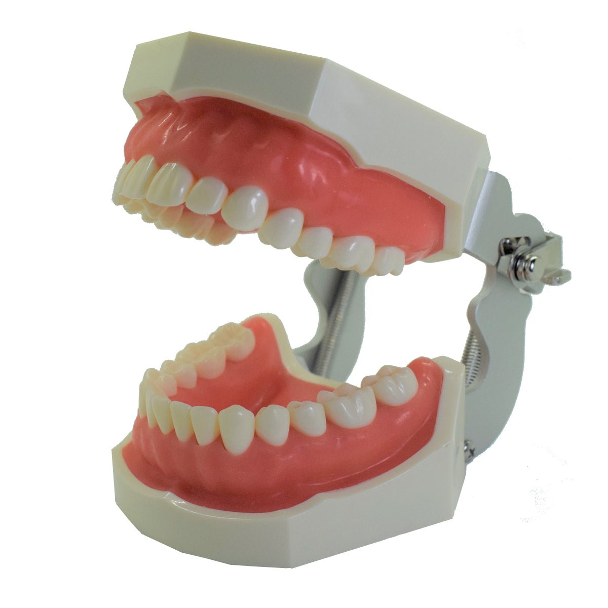 Tipodonto T28 Tipo Nissiin - Alpha Dental Soluciones