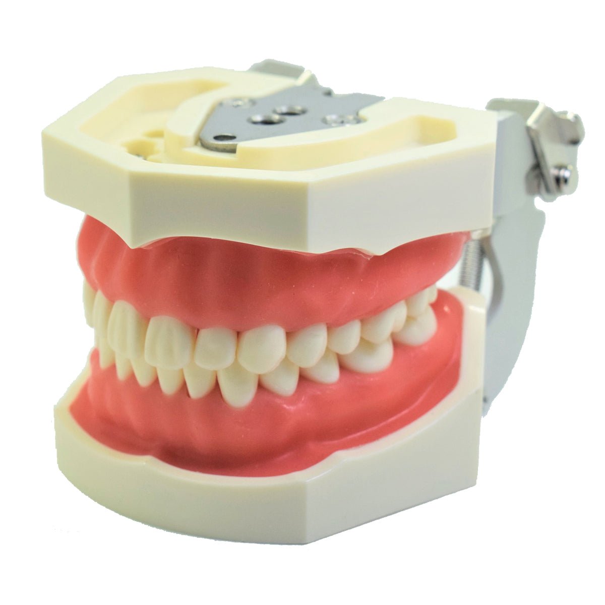 Tipodonto T28 Tipo Nissiin - Alpha Dental Soluciones