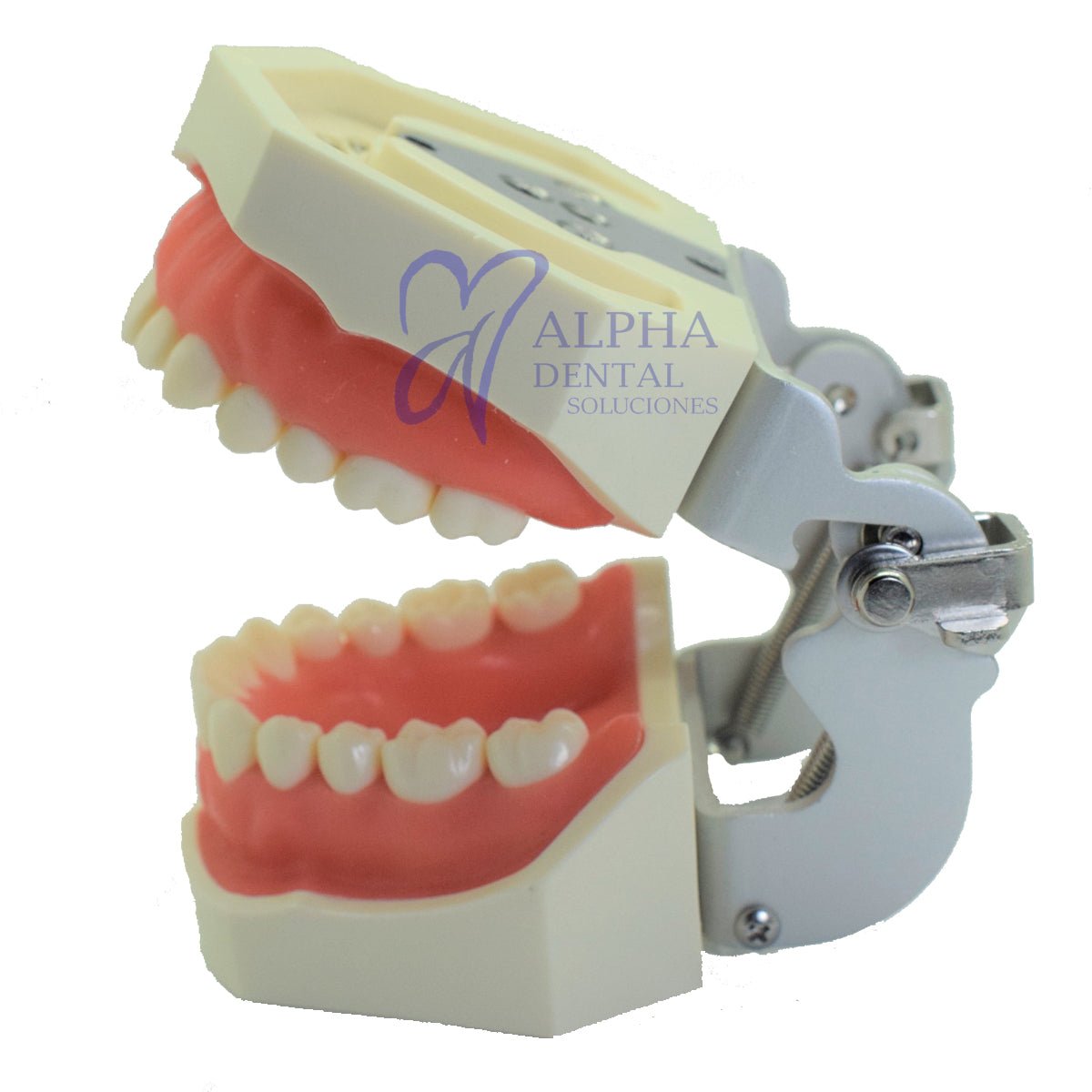 Tipodonto T28 Tipo Nissiin - Alpha Dental Soluciones