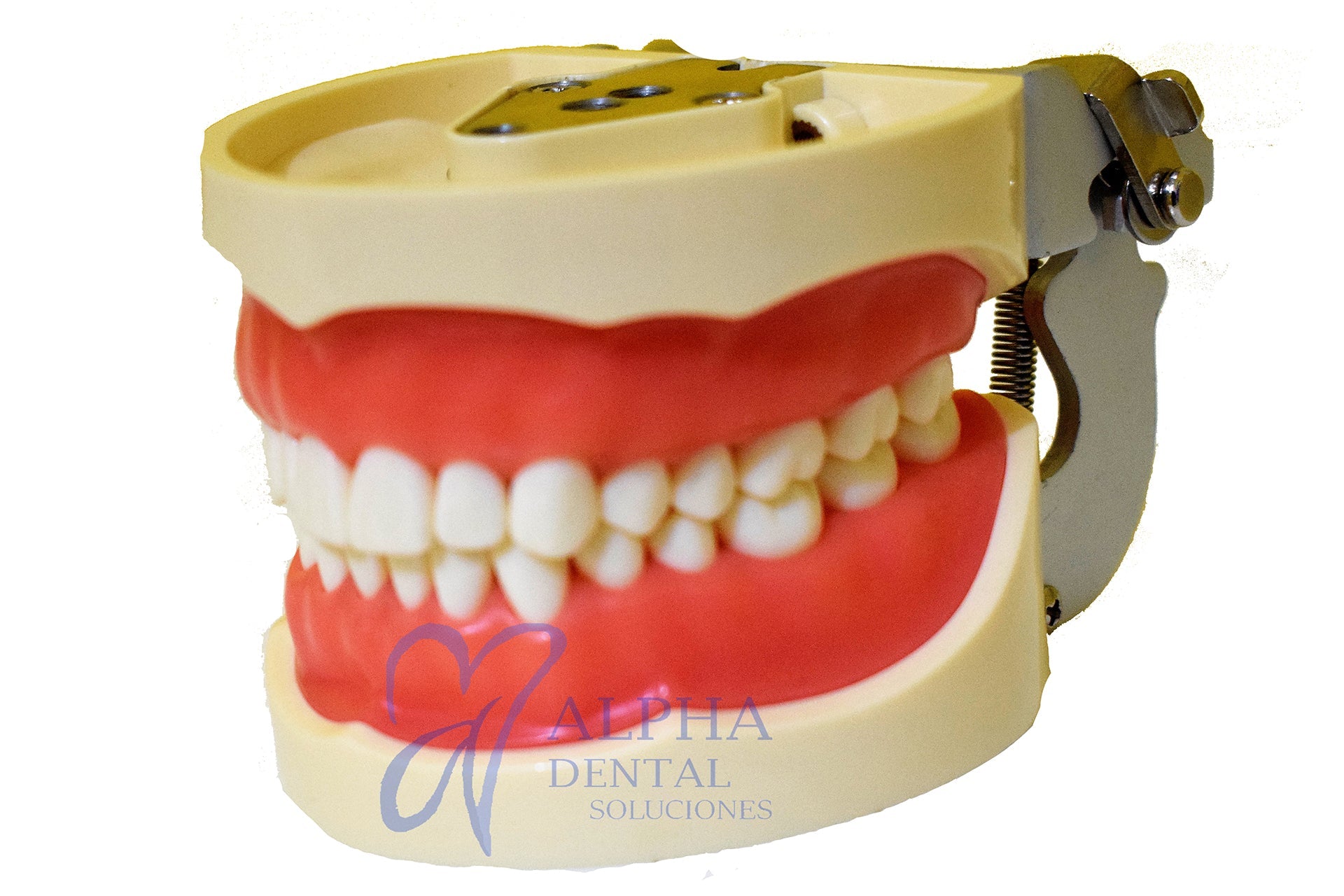 Tipodonto T32 Tipo Nissiin - Alpha Dental Soluciones
