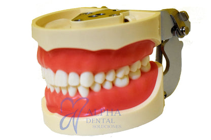 Tipodonto T32 Tipo Nissiin - Alpha Dental Soluciones