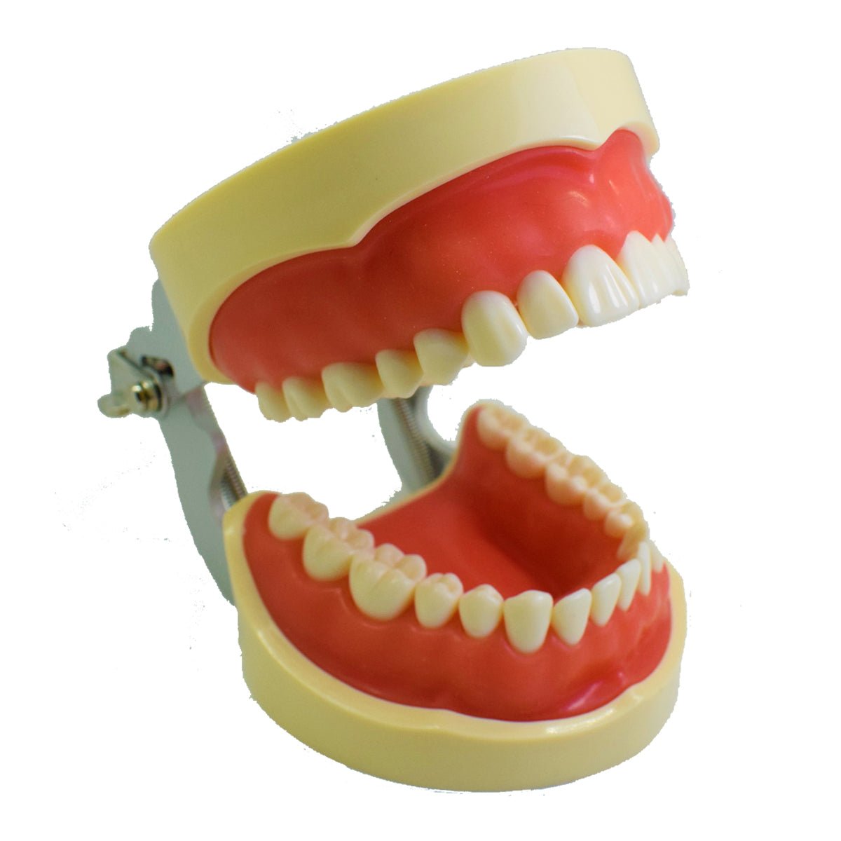 Tipodonto T32 Tipo Nissiin - Alpha Dental Soluciones