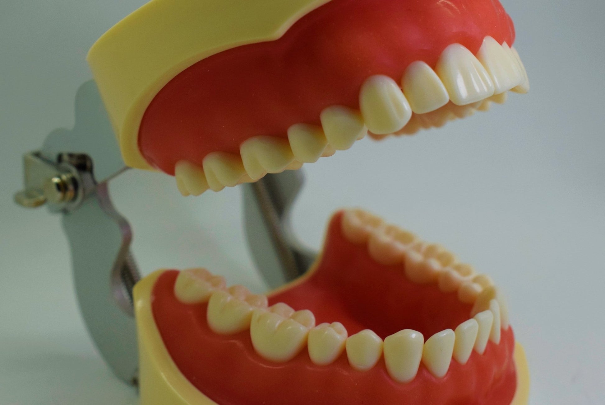 Tipodonto T32 Tipo Nissiin - Alpha Dental Soluciones