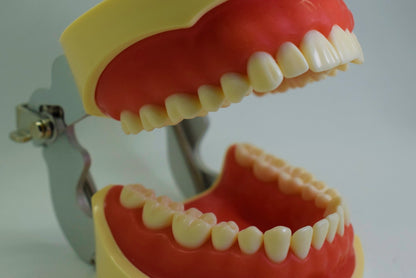 Tipodonto T32 Tipo Nissiin - Alpha Dental Soluciones