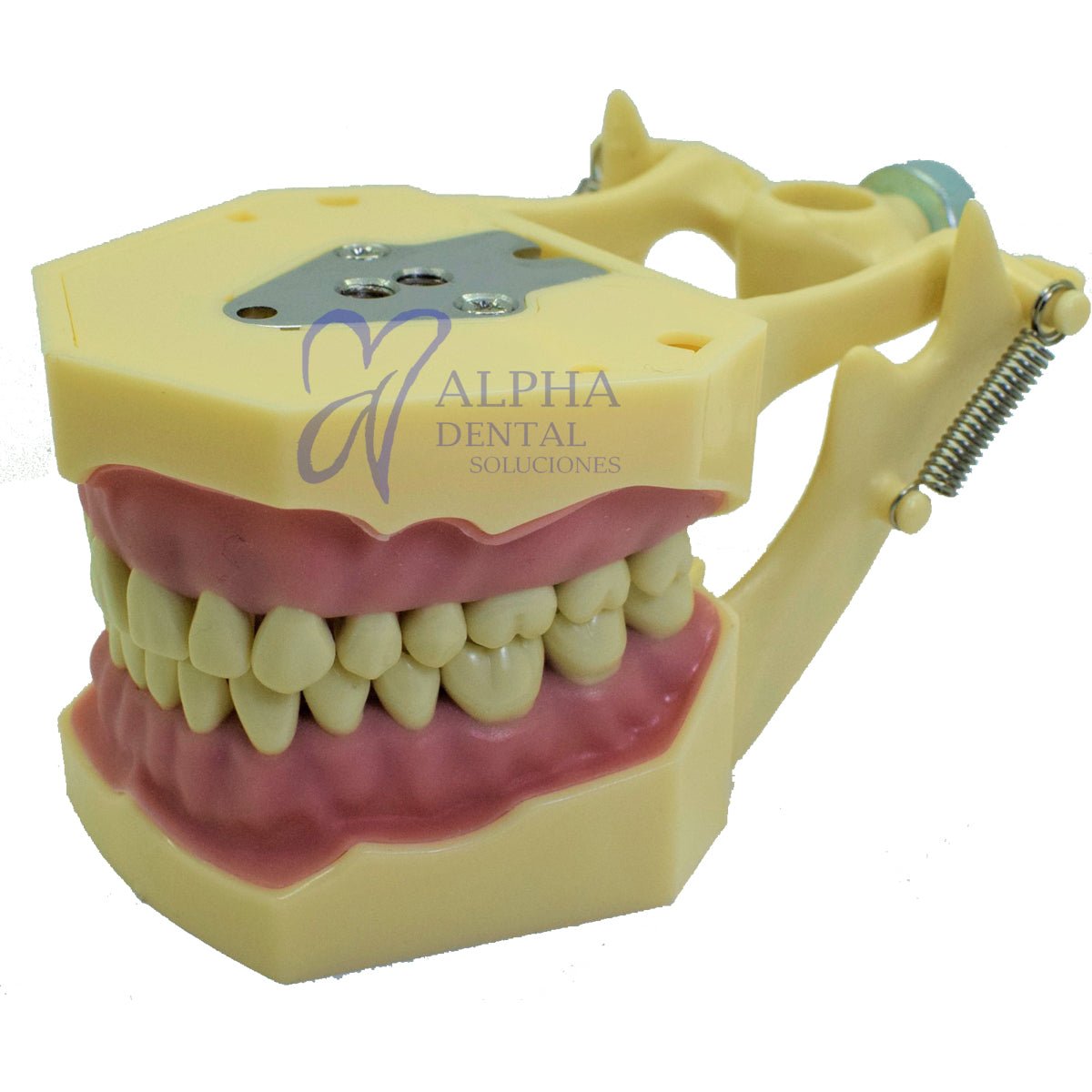 Tipodonto T32F Tipo Frassaco - Alpha Dental Soluciones