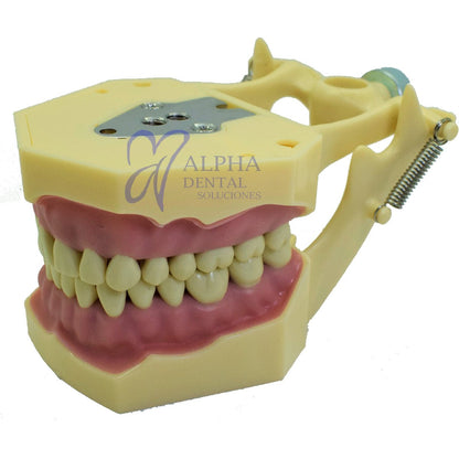 Tipodonto T32F Tipo Frassaco - Alpha Dental Soluciones