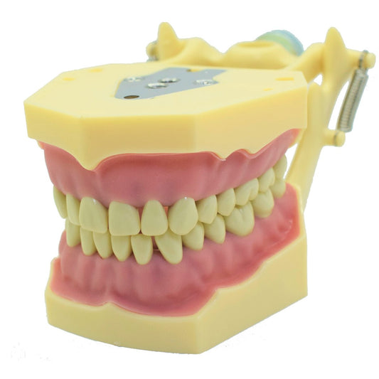 Tipodonto T32F Tipo Frassaco - Alpha Dental Soluciones