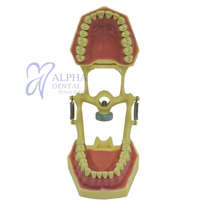 Tipodonto T32F Tipo Frassaco - Alpha Dental Soluciones